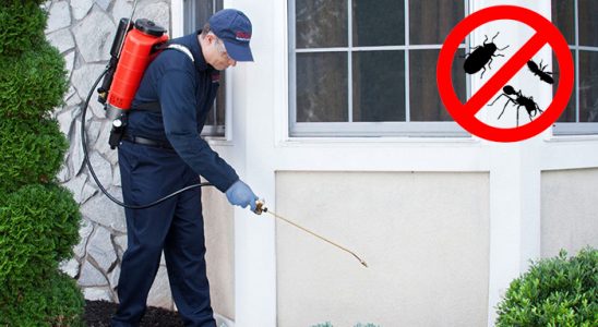 Pendik Hamam Böceği İlaçlama böcek ilaçlama ve haşere kontrolü — ilaclama-tr.com